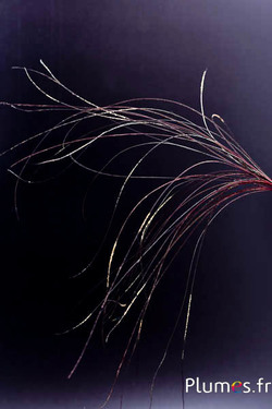 Hanger van pauwendraad - 15-28 cm - karmijn-natuurlijk groen